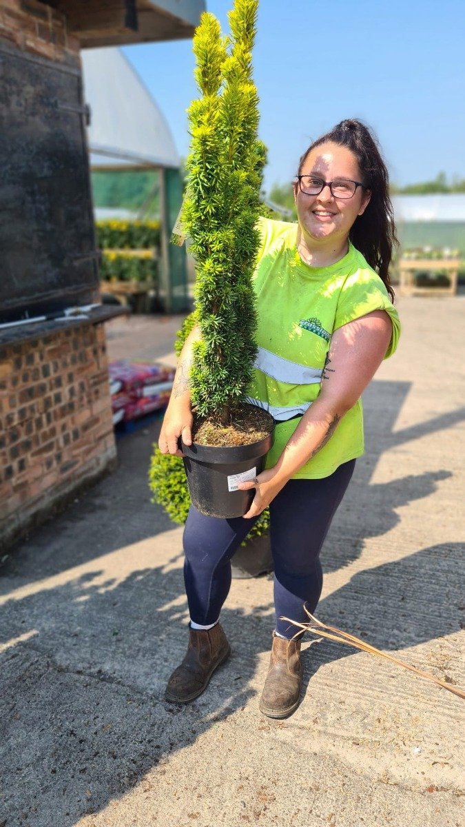 Yew Baccata David 10 Litre Pot 60-80cm