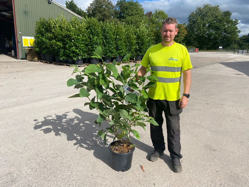 Magnolia Star Wars 15 Litre Pot