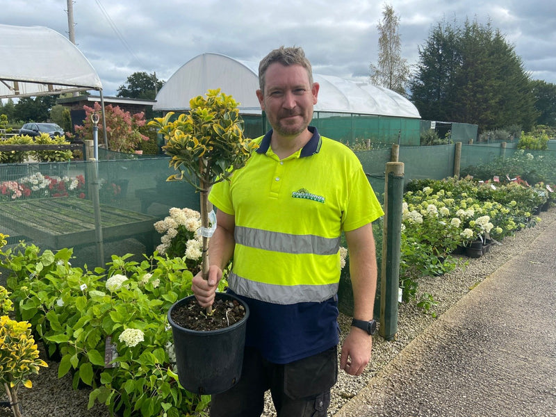 Euonymus japonicus Aurea 7 Litre 1/4 Standard