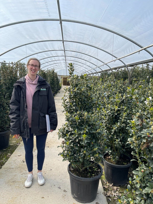 Ilex mes. Heckenfee Extra Wide 35 Litre Pot 150/170cm