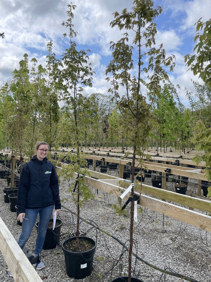 Acer Griseum Standard 6-8cm Girth