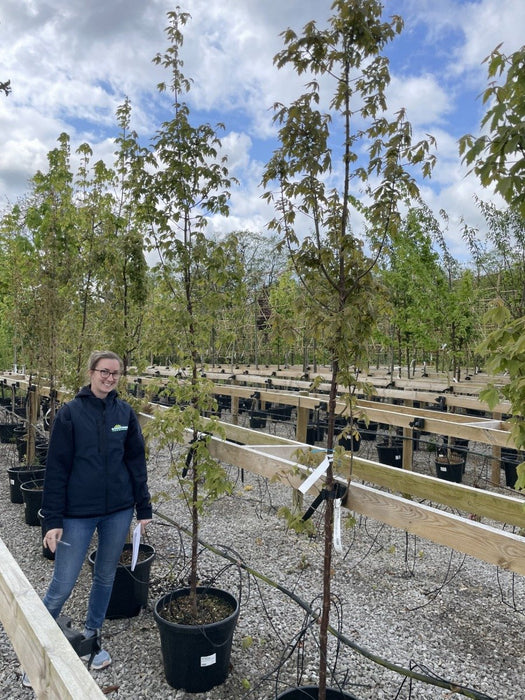 Acer Griseum Standard 6-8cm Girth