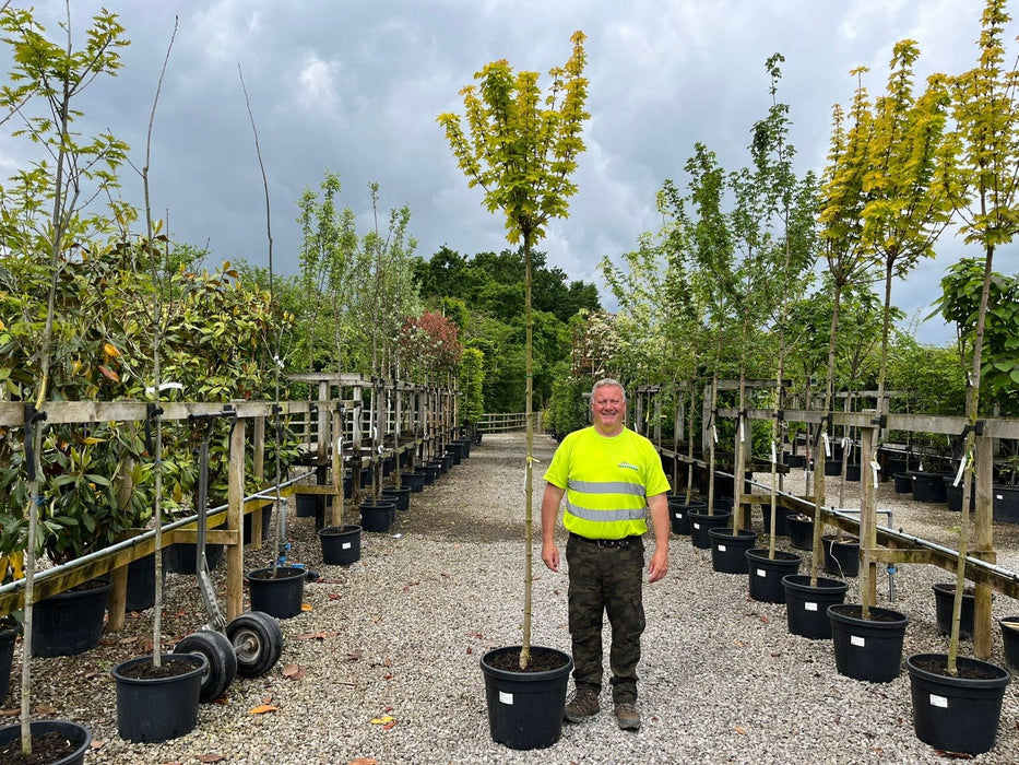 Acer Platanoides Golden Globe Std 8-10cm Girth