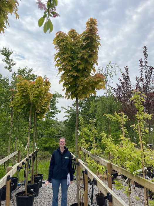 Acer Platanoides Golden Globe Std 8-10cm Girth