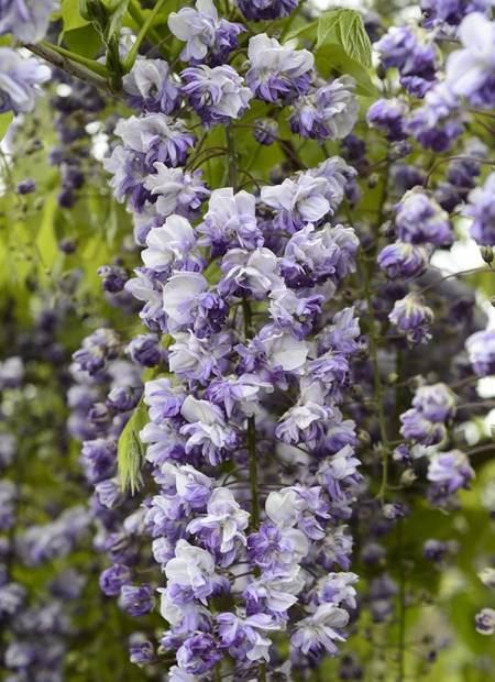 Wisteria Fl. Grande Diva Cecilia 4 Litre Pot