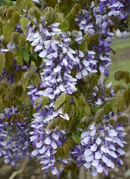Wisteria V Grande Diva Nathalie 10 Litre Pot