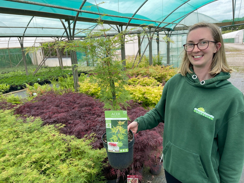 Acer palmatum Emerald Lace 3 Litre Pot