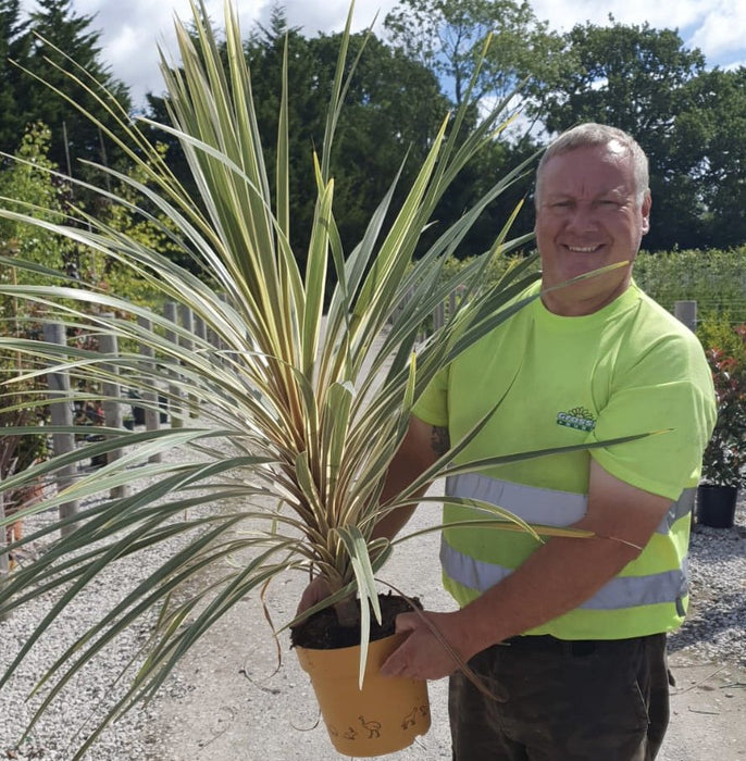 Cordyline Torbay Dazzler 6.5 Litre pot