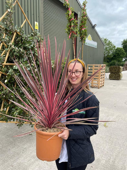 Cordyline Charlie Boy 9 Litre Pot