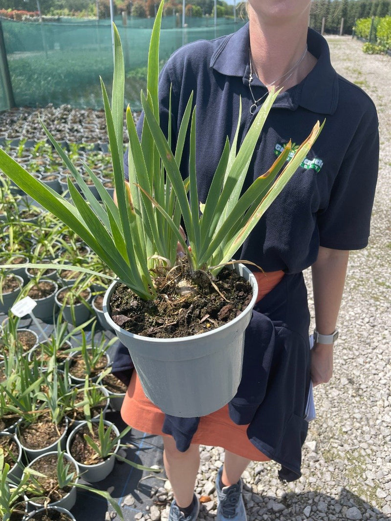 Iris Cherry Garden 3 Litre Pot