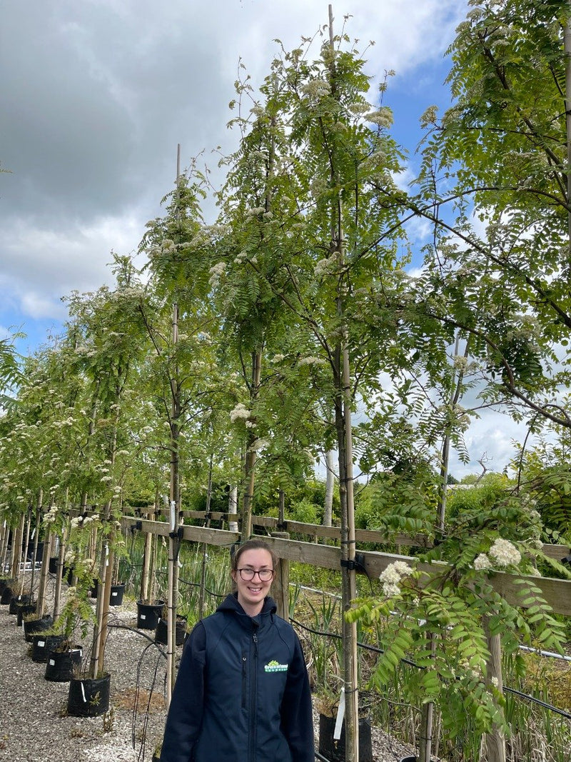 Sorbus arnold White Wax Heavy Full Standard 8/10cm Girth