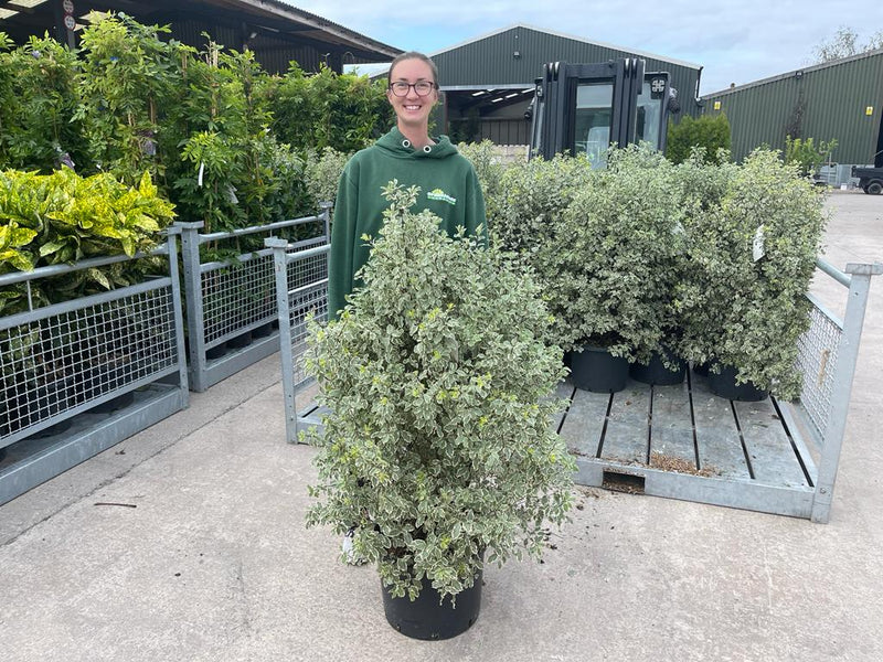 Pittosporum Tenuifolium Variegatum 25 Litre Pot