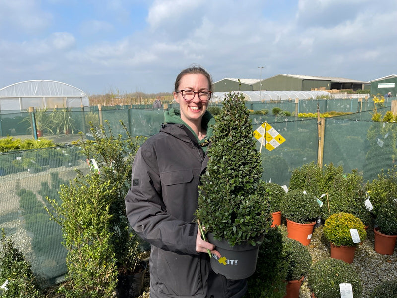 Ilex Crenata Dark Green Cone 10 Litre Pot 80cm