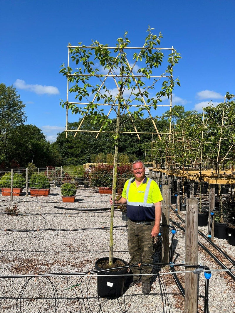 Pyrus Chanticleer Pleached 10/12cm G 180 Stem 120cm Tall x 150cm Wide