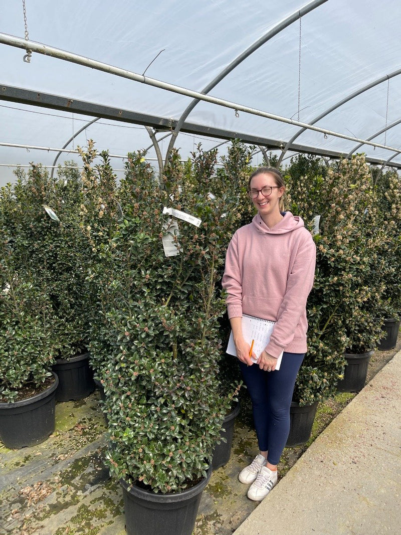Ilex mes. Heckenstar 35 Litre Pot 160/180cm