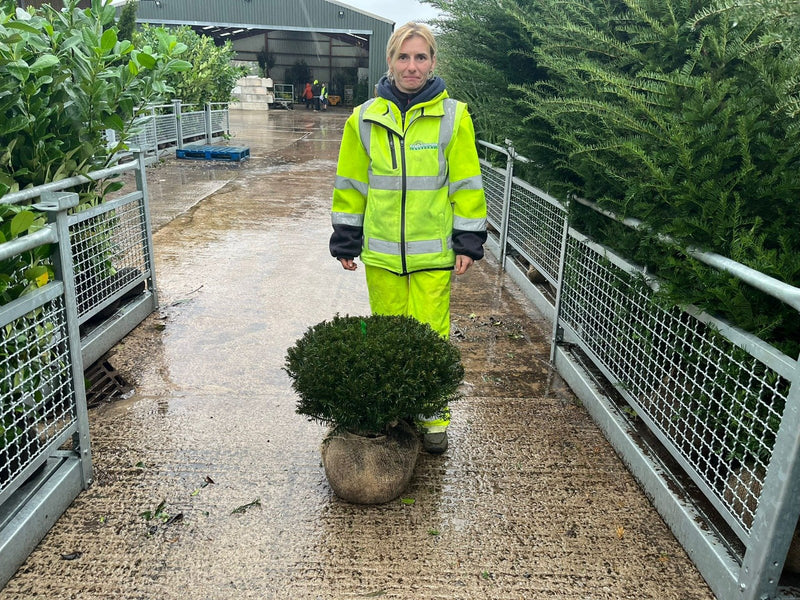 Yew Dome 50-60cm Wide Root Ball