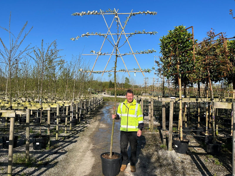 Malus Hillieri Pleached Espalier Std 102 cm Girth
