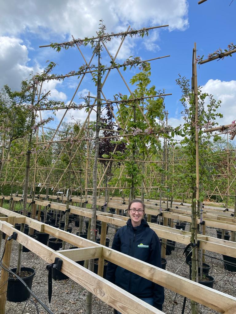 Malus Hillieri Pleached Espalier Std 102 cm Girth
