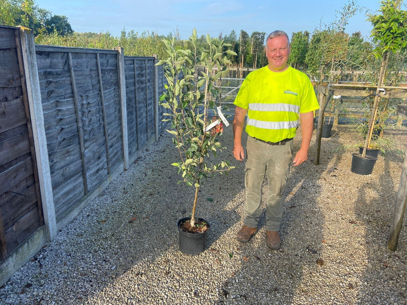 Apple Malus Cox's Orange 7.5 Litre Pot
