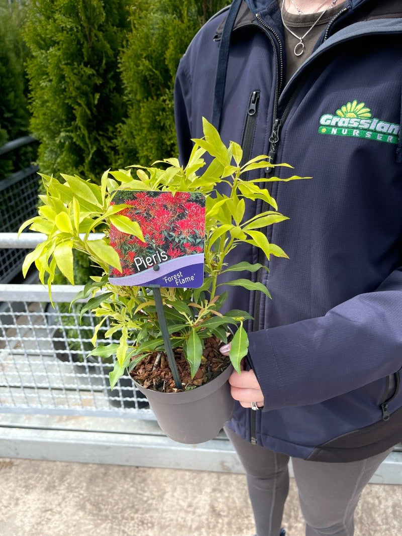 Pieris jap. Forest Flame 13cm Pot