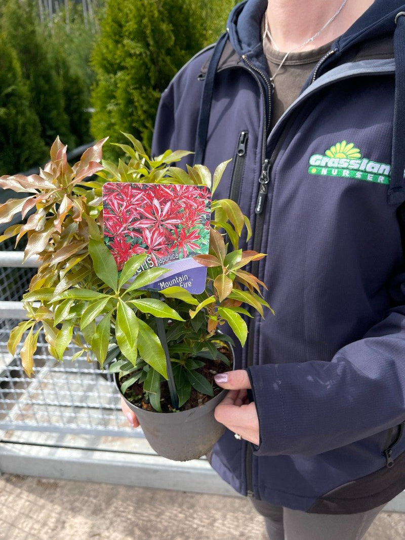 Pieris Mountain Fire 13cm Pot
