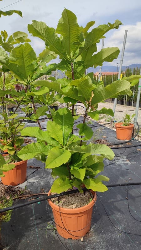 Magnolia Tripetela 35 Litre Pot