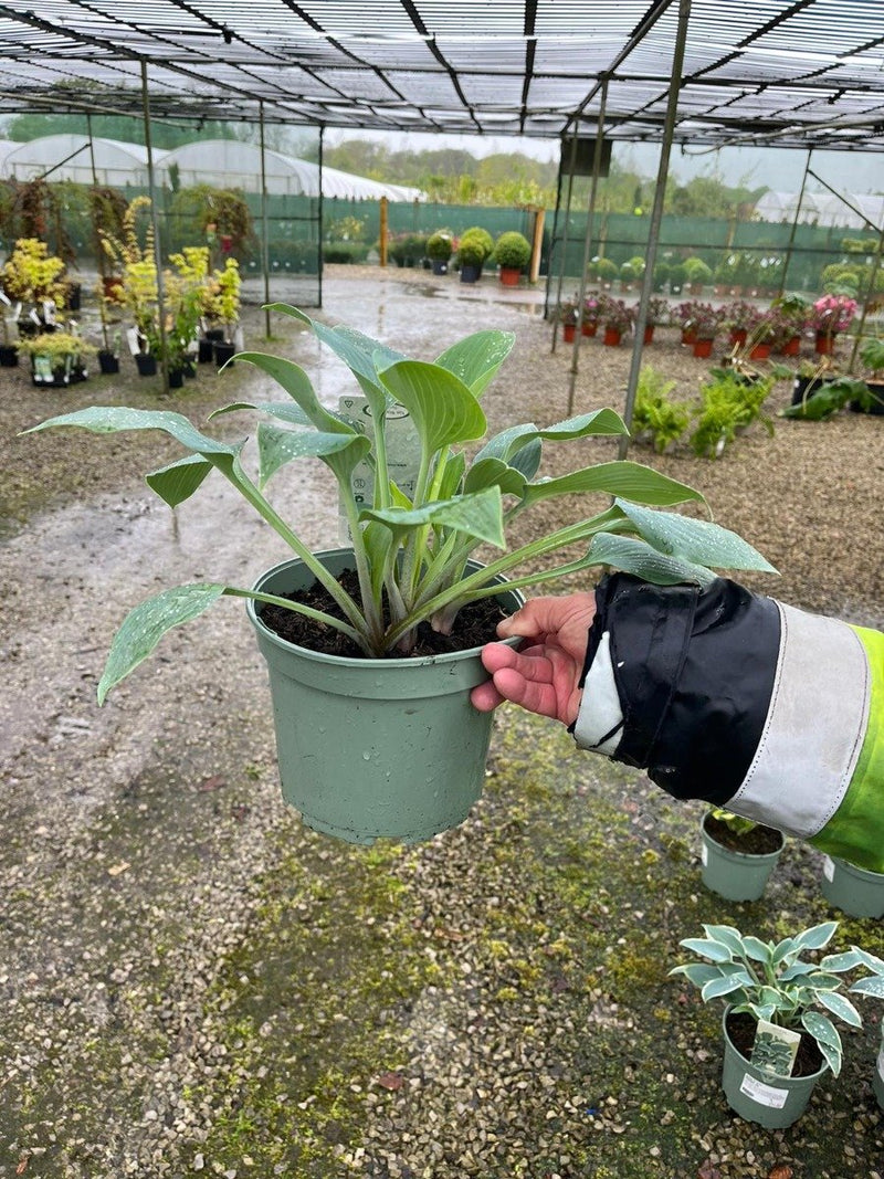 Hosta Halcyon 3 Litre Pot