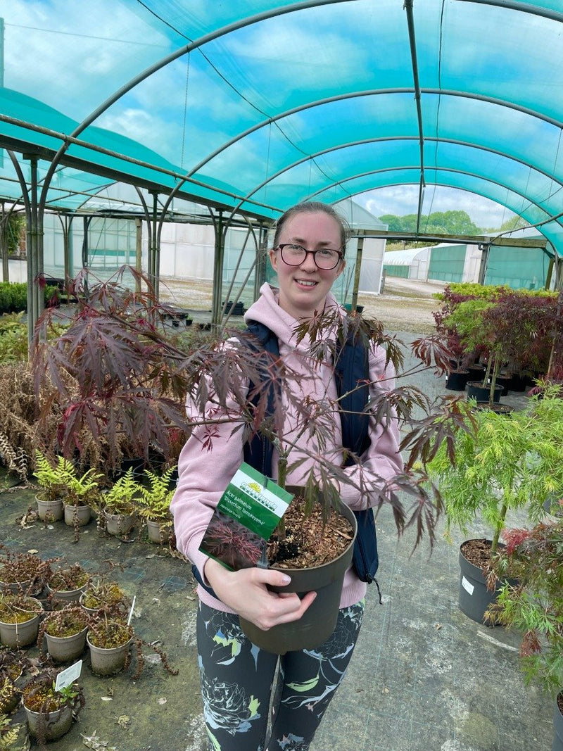 Acer palmatum Tamukeyama 6 Litre Pot