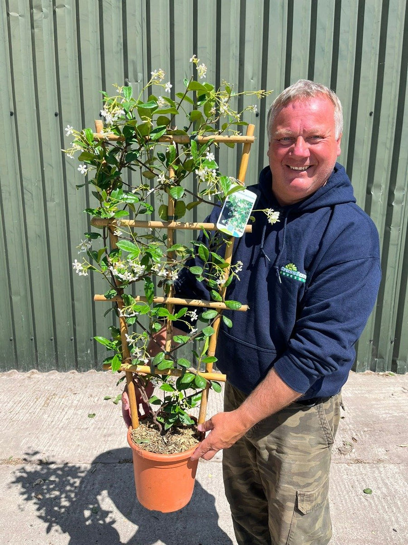 Trachelospermum Jasminoides Frame 80cm x 40cm 5 Litre Pot