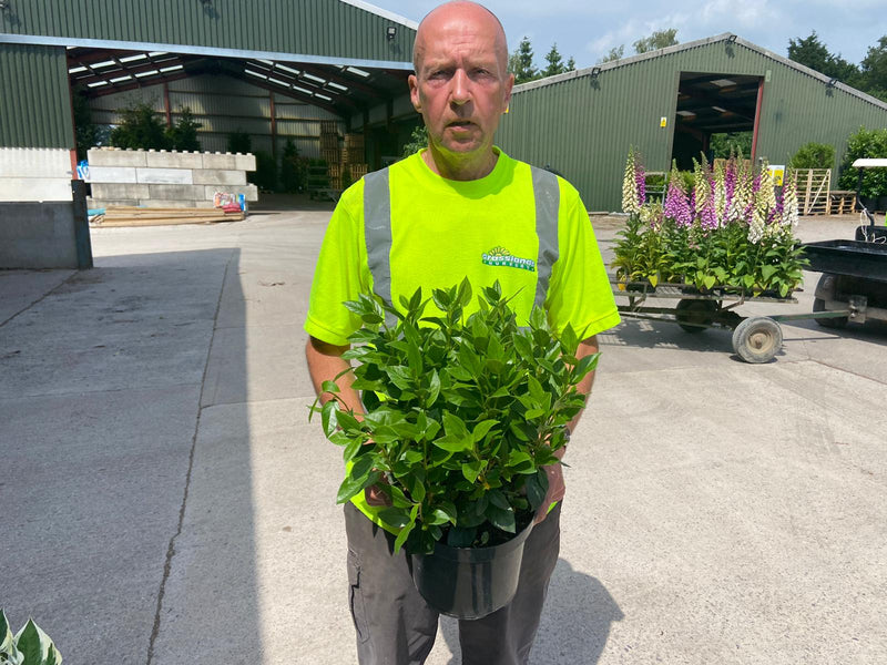 Viburnum Tinus 5 Litre Pot