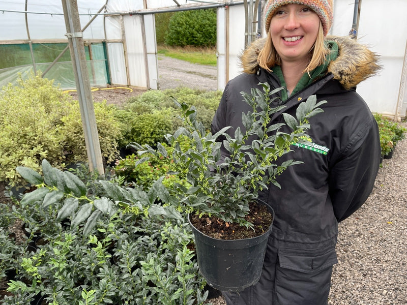 Sarcococca Ruscifolia 5 Litre Pot