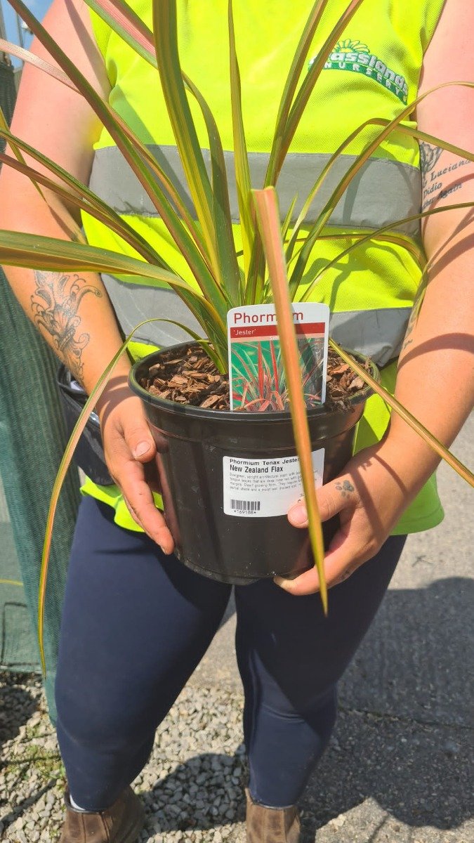 Phormium Tenax Jester 3 Litre Pot