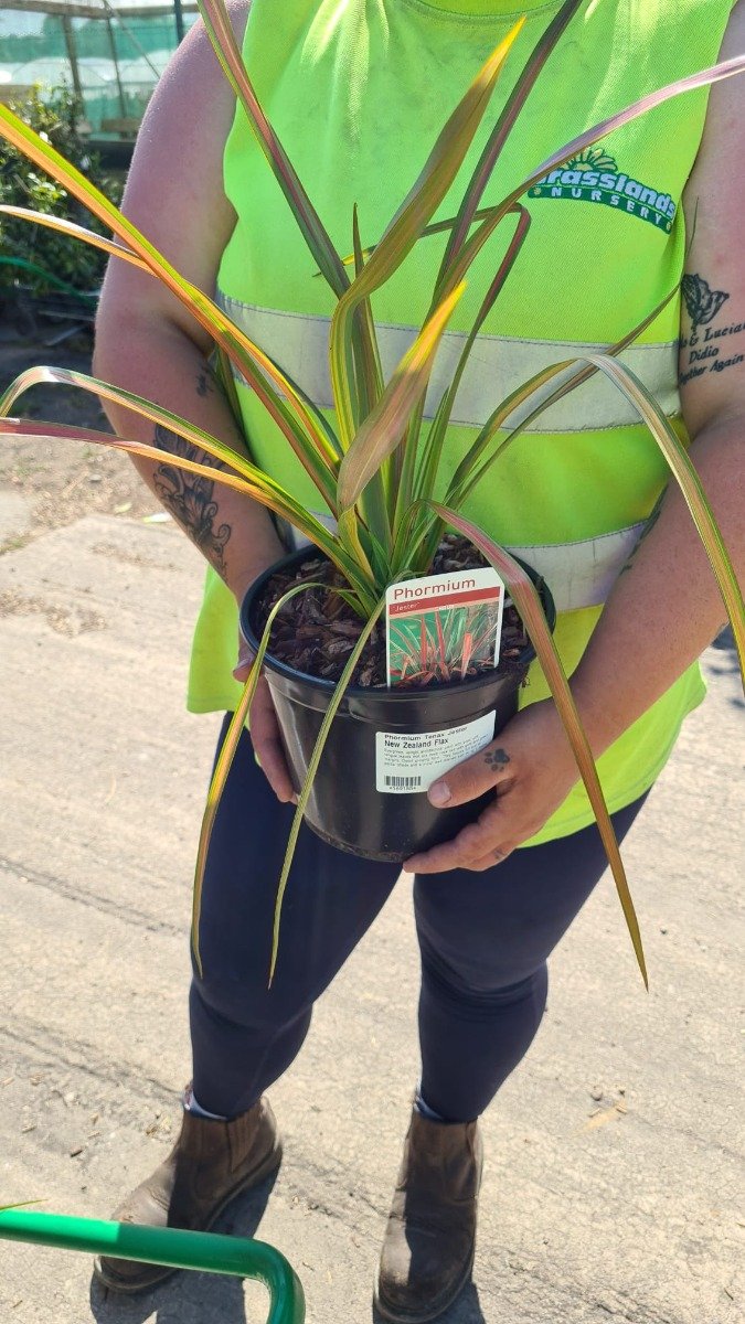 Phormium Maori Queen 3 Litre Pot