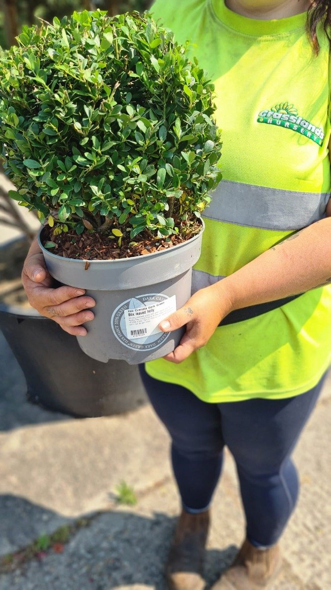 Ilex Crenata Dark Green Ball 5 Litre Pot 25cm
