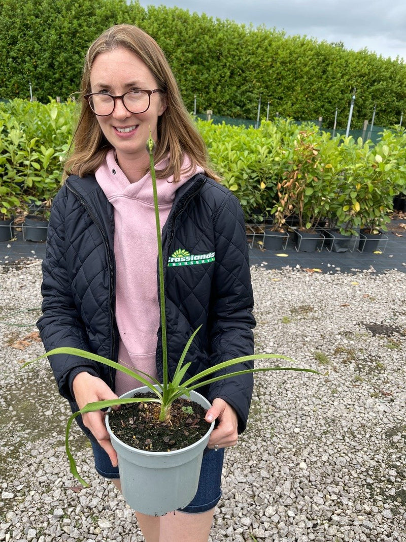 Agapanthus Black Pantha 3 Litre Pot