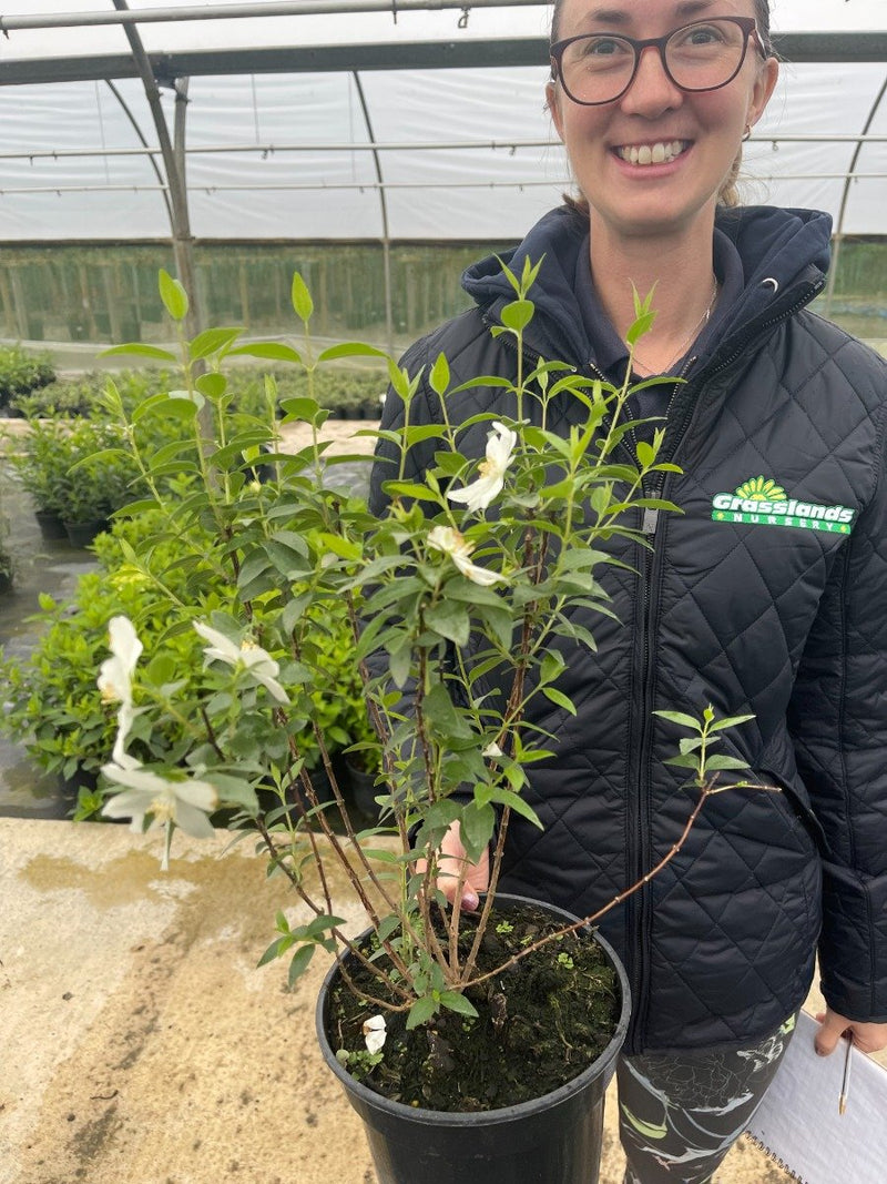 Philadelphus Silberregen 3 Litre Pot