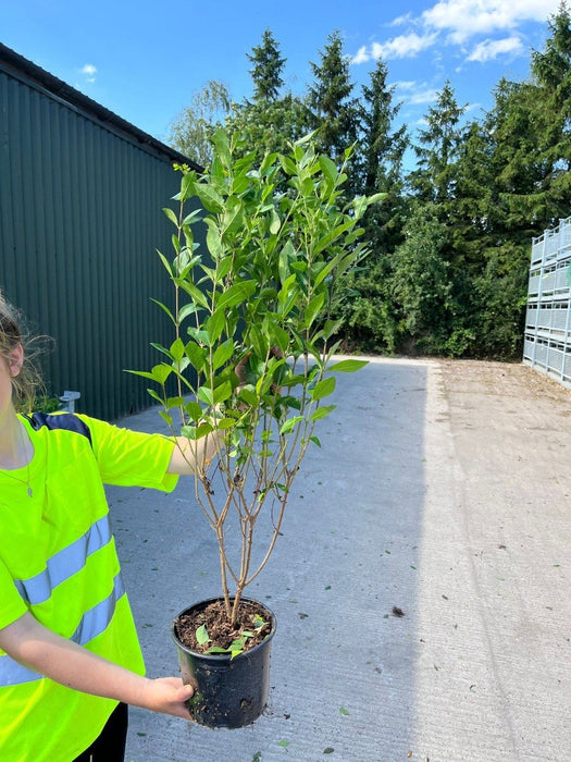 Privet Hedging 2 litre Pot Grown 80/100cm