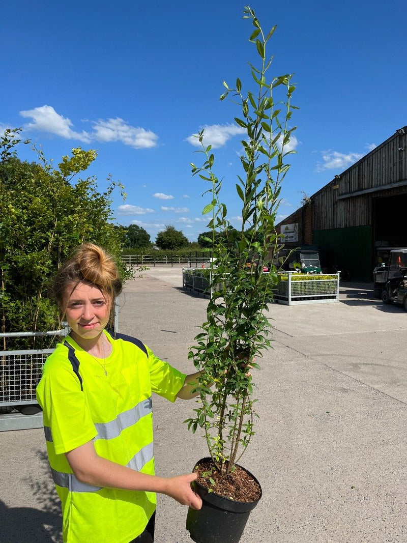 Privet Hedge Green - Ligustrum Attrovirens 5 Litre 100/120cm Extra Bushy