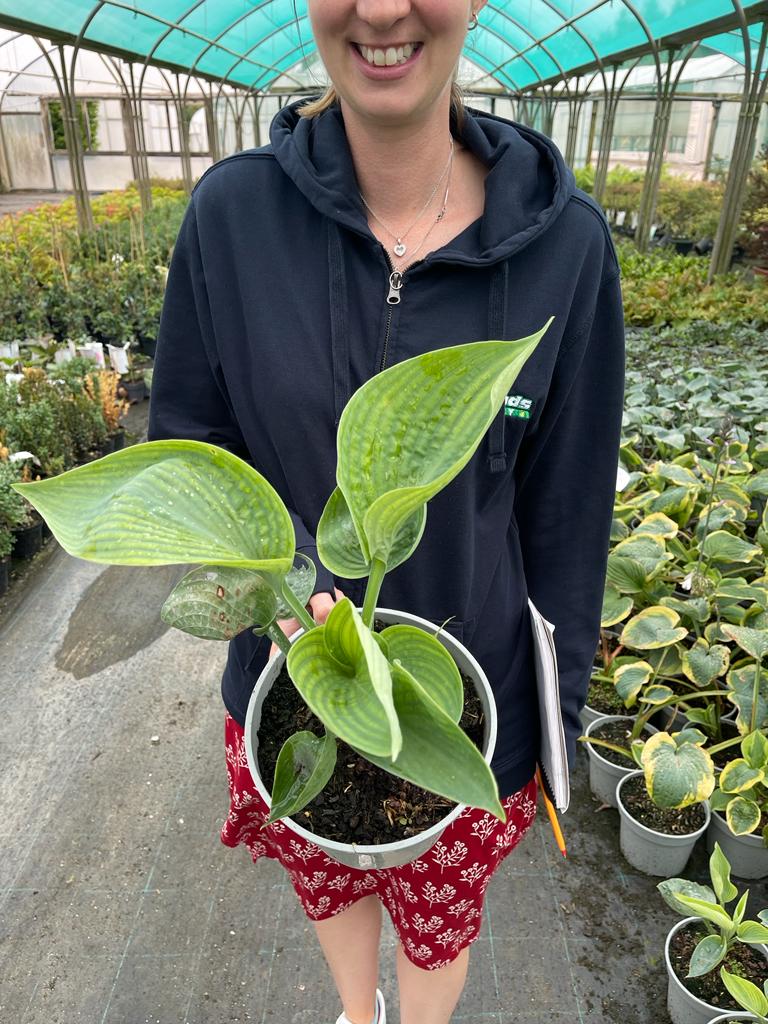Hosta Big Daddy 3 Litre Pot