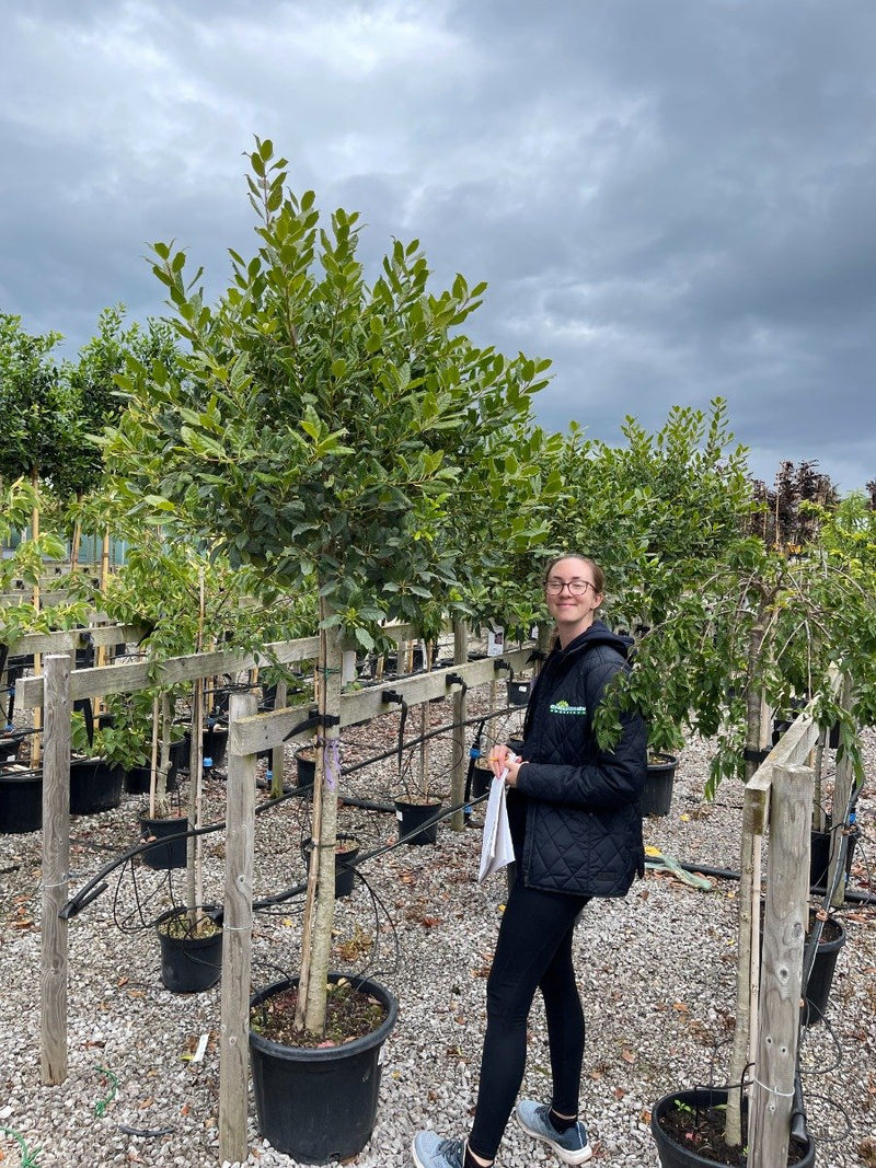 Ilex Nellie Stevens Standard 25 Litre Pot 130cm Stem