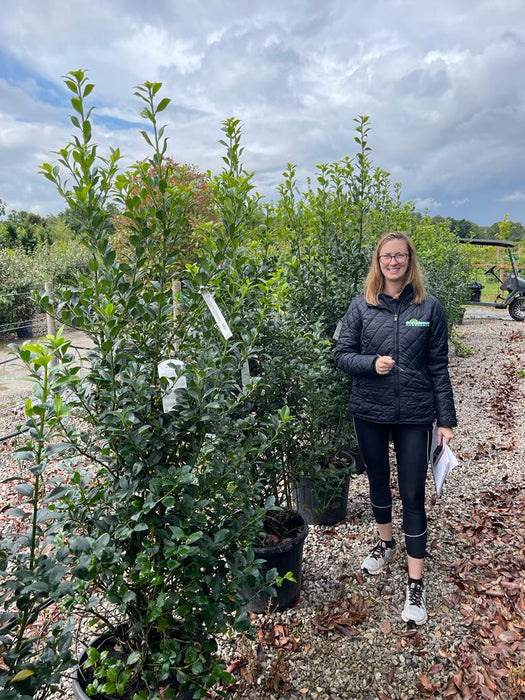 Ilex mes. Heckenfee Extra Wide 35 Litre Pot 150/170cm