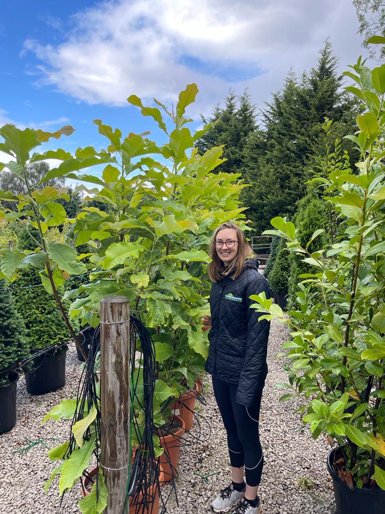 Magnolia Tripetela 35 Litre Pot