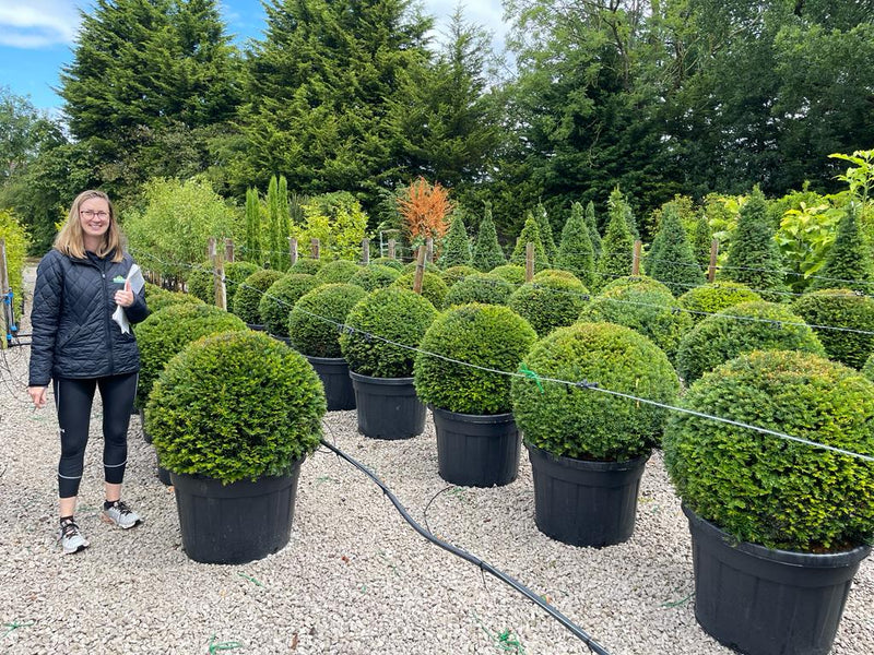 Yew Ball 110 Litre Pot 75cm