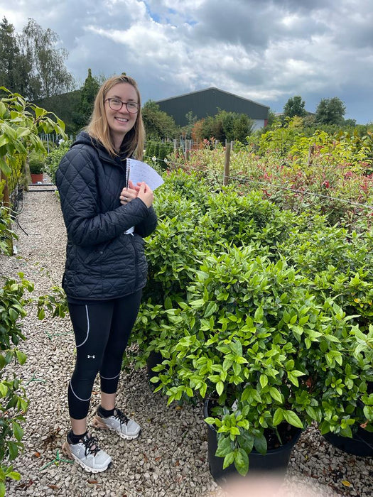 Viburnum Tinus Eve Price 70/90cm