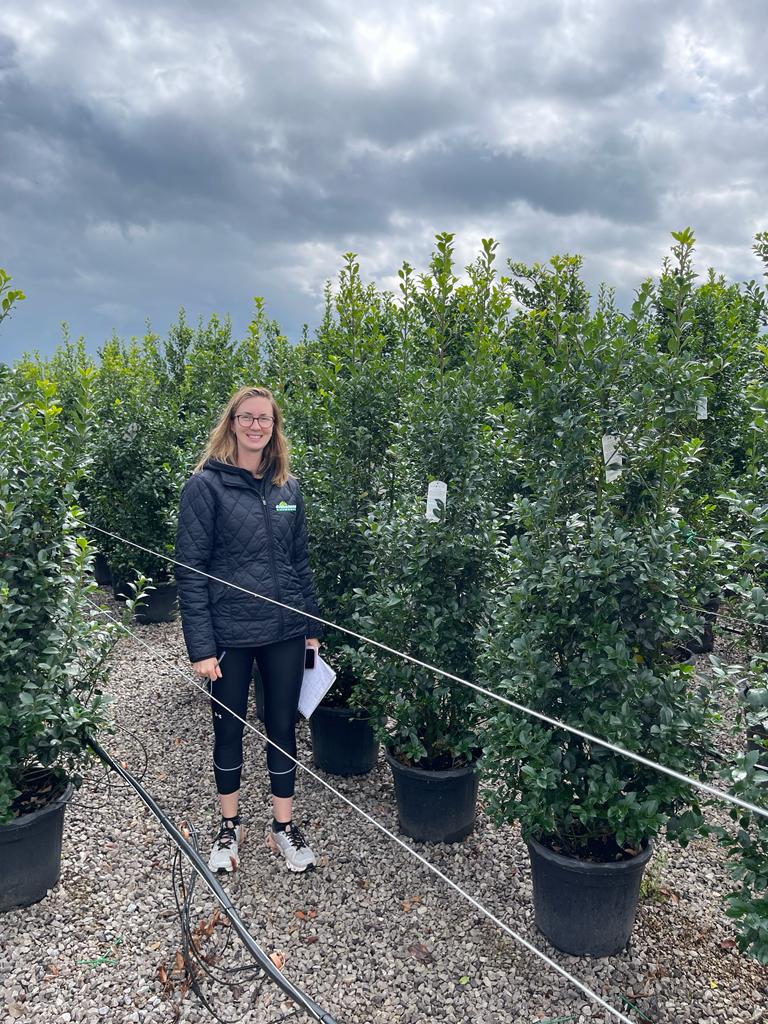 Ilex mes. Heckenstar 35 Litre Pot 160/180cm