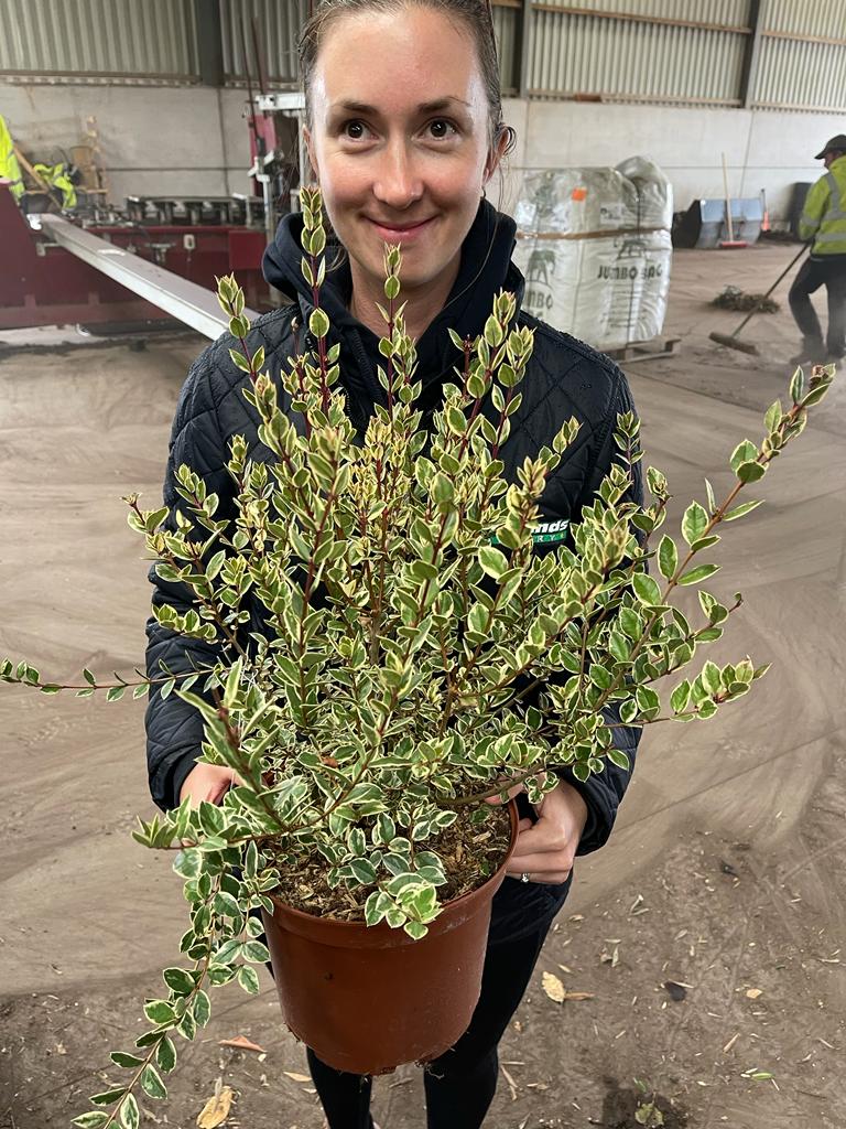 Myrtus Glanleam Gold 5 Litre Pot