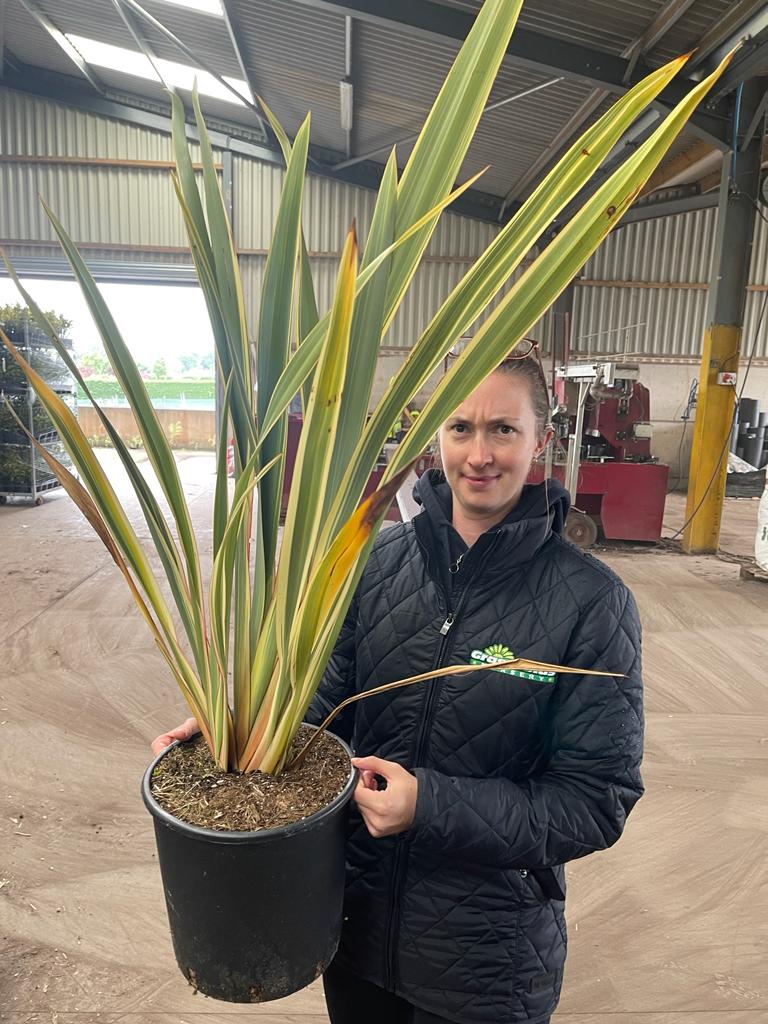 Phormium tenax Variegata 25 Litre Pot