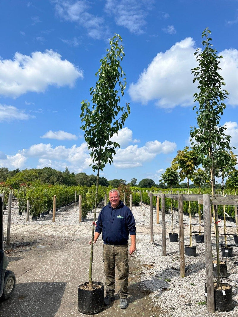 Pyrus Chanticleer Standard 10/12cm Girth Pot Grown