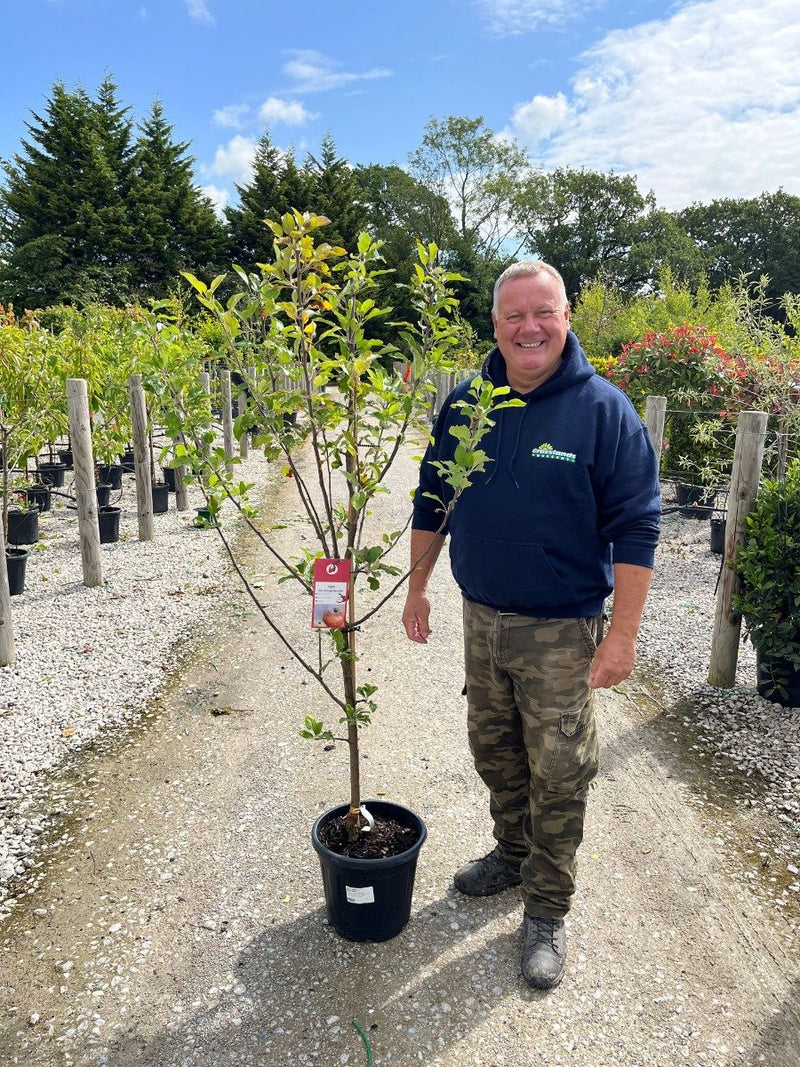 Apple Malus Cox's Orange 7.5 Litre Pot