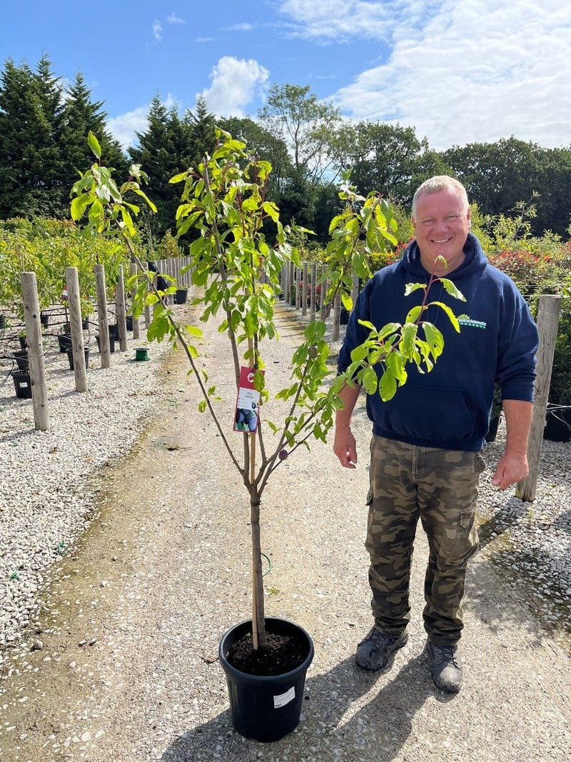 Plum Prunus Dom. Hanita 15 Litre Pot